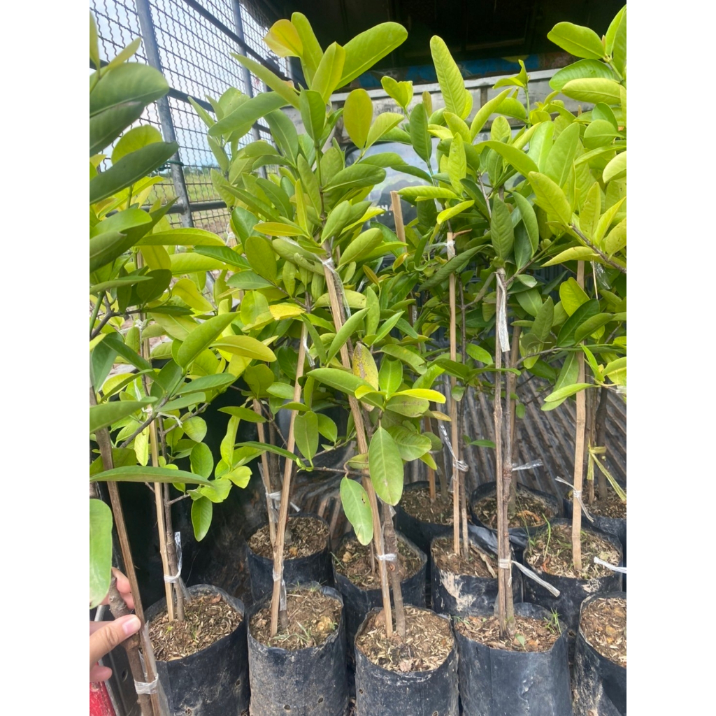 ต้นมะดันเขียวมรกต ต้นเสียบยอด🍏 💓ผลดก ปลูกได้กับดินทุกสภาพ💓💓 🌴🌴ความสูงต้นประมาณ 45-55 ซม.🌴🌴