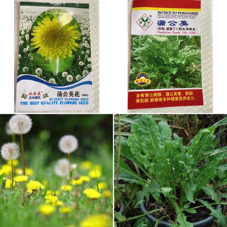 เมล็ดพันธุ์ แดนดิไลออน ( Dandelion Seed ) แบบดอก และ แบบกินใบ