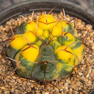 Gymnocalycium ochoterenae x vatteri ด่างชัดจัดเต็ม แคคตัส กระบองเพชร cactus ยิมโนคาไลเซียม ไม้ประดับ ไม้สะสม