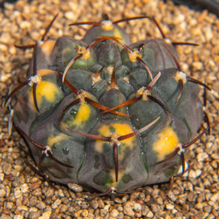 Gymnocalycium ochoterenae x vatteri ด่างหนามสวย แคคตัส กระบองเพชร cactus ยิมโนคาไลเซียม ไม้ประดับ ไม้สะสม