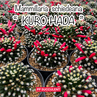 Seeds Mammillaria schiedeana " kuro Hada " เมล็ด แมมขนนกเหลืองก้านดำ