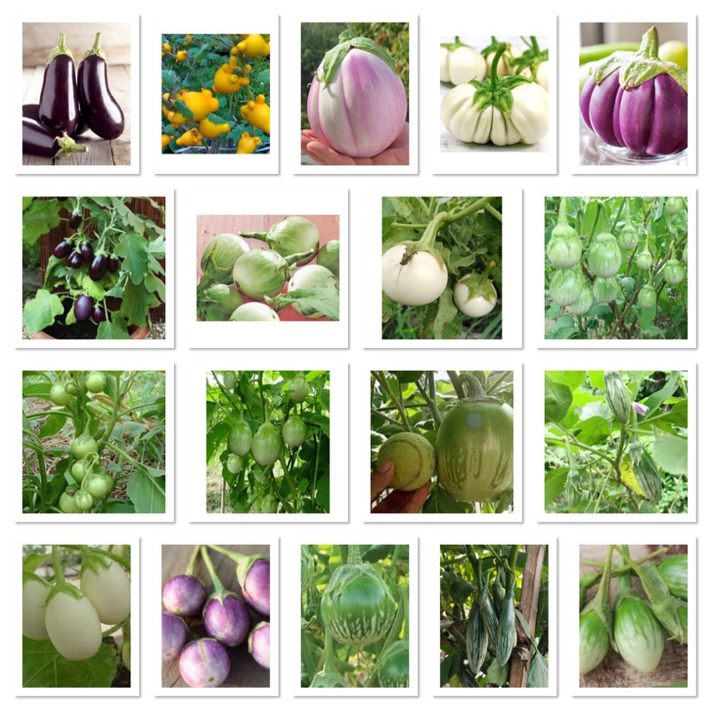 เมล็ด มะเขือ มะเขือเปราะ Eggplant Seed มะเขือยักษ์ม่วง มะเขือเปราะขาว มะเขือจานขาว การ์ตูน เจ้าพระยา เปราะม่วง