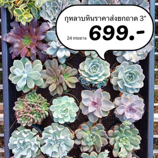 กุหลาบหิน ไม้อวบน้ำ ราคาส่ง ยกถาด 24 กระถาง ขนาด 3” 699.-🪴