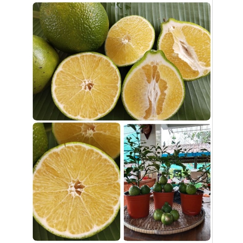 🪴🌱ต้นส้มจุกจะนะ ต้นส้มจุกใต้