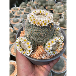 เมล็ดเลนต้า Mammillaria Lenta ราชินีแห่งแมม