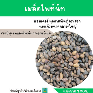 เมล็ดไพท์นัท (แบ่งขาย 100 G. - 200 G.) สำหรับแฮมเตอร์ ทุกสายพันธุ์ กระรอก นกแก้วขนาดกลาง-ใหญ่