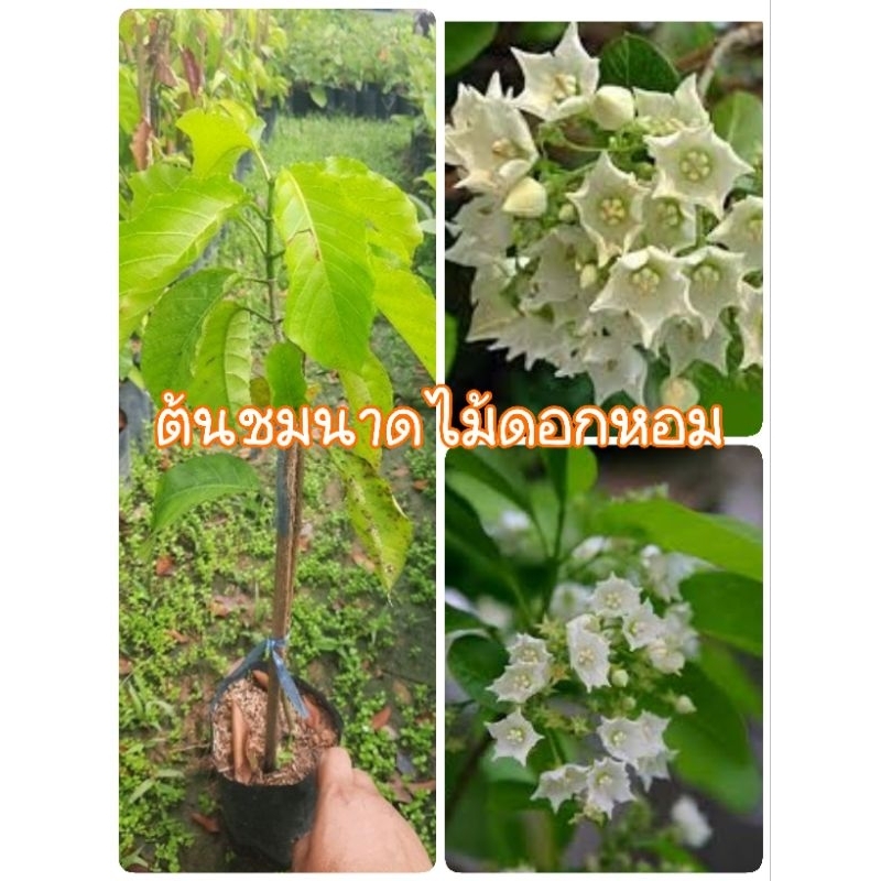 ต้นชมนาดหรือดอกข้าวใหม่ไม้เลื้อยดอกหอม