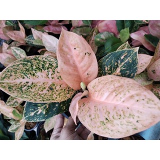 อโกลนีมา ทรัพย์มงคล ส้ม Aglaonema sp. Sapmongkon orange rare item