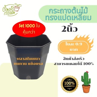 โครตคุ้มกว่า!! กระถาง 2 นิ้ว ทรงแปดเหลี่ยม set 1000 ใบ แบบโครตคุ้มๆ!!