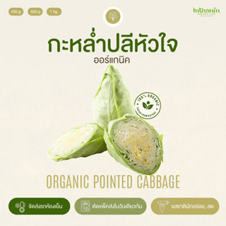 กะหล่ำปลีหัวใจอินทรีย์ Organic Pointed Cabbage อินทนิลออร์แกนิคฟาร์ม ปลูกธรรมชาติมาตรฐานเกษตรอินทรีย์ เก็บใหม่ทุกออเดอร์