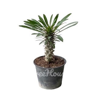 พาชีโพเดียม ลาเมอริไอ หรือ มาดากัสการ์ปาล์ม (Pachypodium lamerei) จัดส่งทั้งต้นพร้อมกระถาง กระถาง 4 นิ้ว