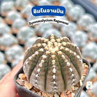 🤎🤎 ยิมโนจานบิน // Gymnocalycium Ragonesei  🍀 กระบองเพชร แคคตัส