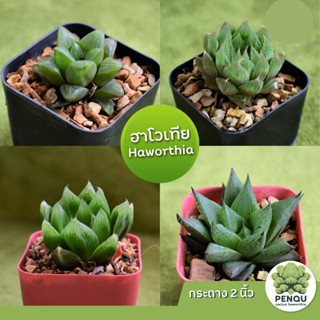 Haworthia หลากหลายชนิด/ฮาโวเทีย/ไม้อวบน้ำ/กระบองเพชร/ต้นไม้น่ารัก