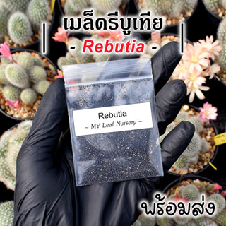 เมล็ดรีบูเทีย Rebutia MIX Seeds เมล็ดแคคตัส