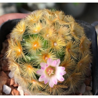 💛🔥💛🔥Mammillaria carmenae แมมคาร์มิเน่ลูกบุดด้า ขนสีOrange Juice ขนส้มจี๊ดจ๊าดเปรี้ยวมากก🍊🍑💥