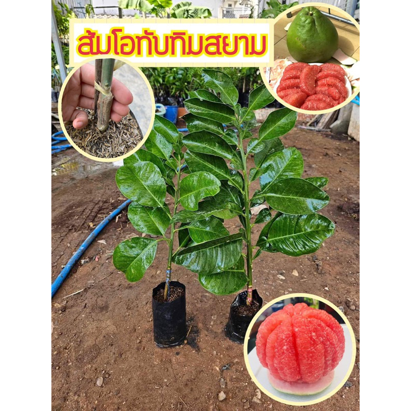 #ต้นส้มโอทับทิมสยาม ของแท้หลังใบกำมะหยี่(เสียบยอด) 2 ปีให้ผลผลิต พันธุ์ใต้แท้จากปากพนัง นครศรีธรรมราช