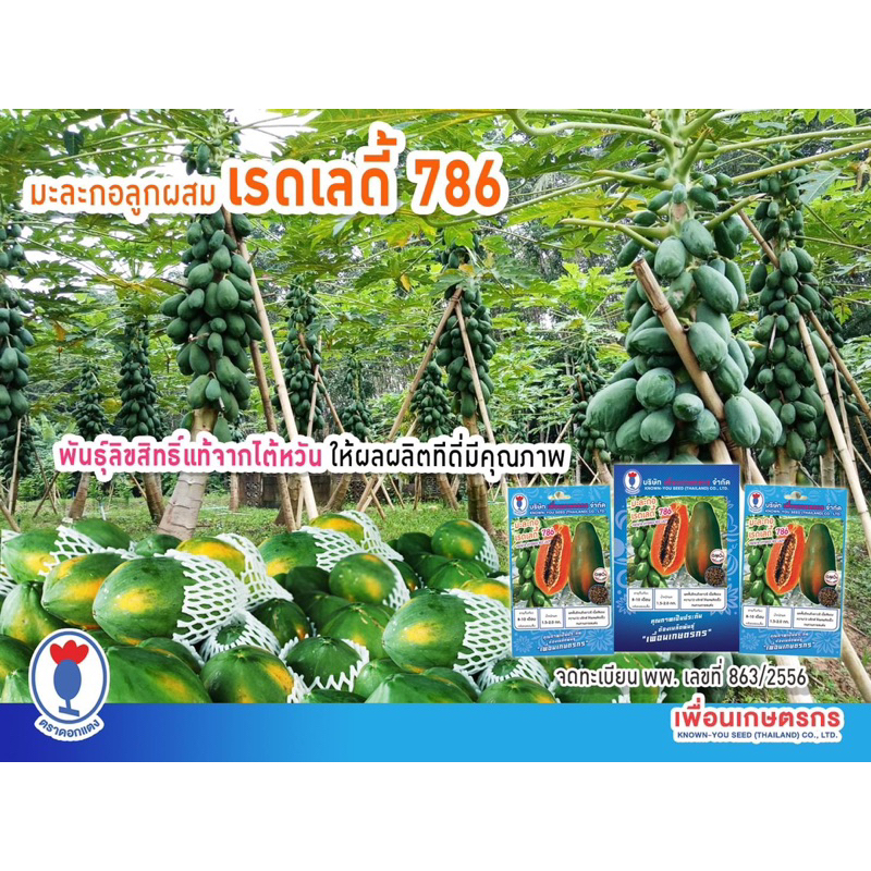 เมล็ดมะละกอ เรดเลดี้ (Red Lady) นิยมปลูกมาก รสหวาน ให้ผลผลิตเร็ว ต้านทานโรค 7 เมล็ด