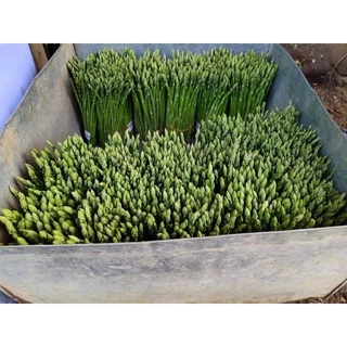 เมล็ดพันธ์ุหน่อไม้ฝรั่ง 700 เมล็ด (500 แถม 200 เมล็ด) 🌱เมล็ดพันธ์ุหน่อไม้ฝรั่ง Brock's Improved