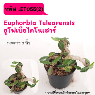 ET055(2) Euphorbia Tulearensis  ยูโฟเบียไดโนเสาร์ Cactus กระบองเพชร พืชอวบน้ำ พืชทะเลทราย ตะบองเพชร