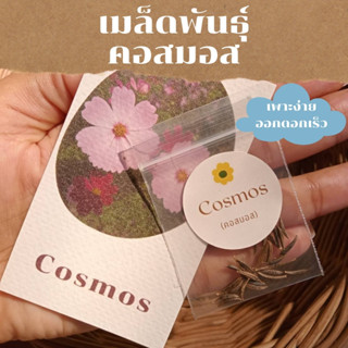 เมล็ดพันธุ์พืชดอกไม้ ดอกโซนาต้า คอสมอส คละสี  ม่วง ชมพู ขาว  25 เมล็ด sonata cosmos seed เมล็ดพันธุ์แท้ ราคาถูก คุณภาพดี