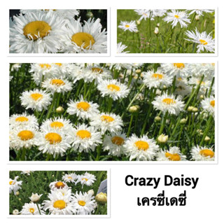 Crazy Daisy seed เมล็ดเครซี่เดซี่