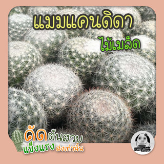 ต้นแมมแคนดิดา - ไม้เพาะในไทย (Mammillaria Candida) ไม้เพาะเมล็ด - ต้นกระบองเพชร ราคาถูก🌵ต้นแคคตัส❤️