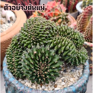 ยิมโนคาไลเซียม คริสตาต้า (Gymnocalicium cristata)