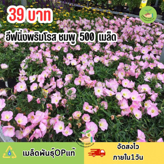 เมล็ดพันธุ์ ดอกอีฟนิ่งพริมโรส ชมพู500 เมล็ด