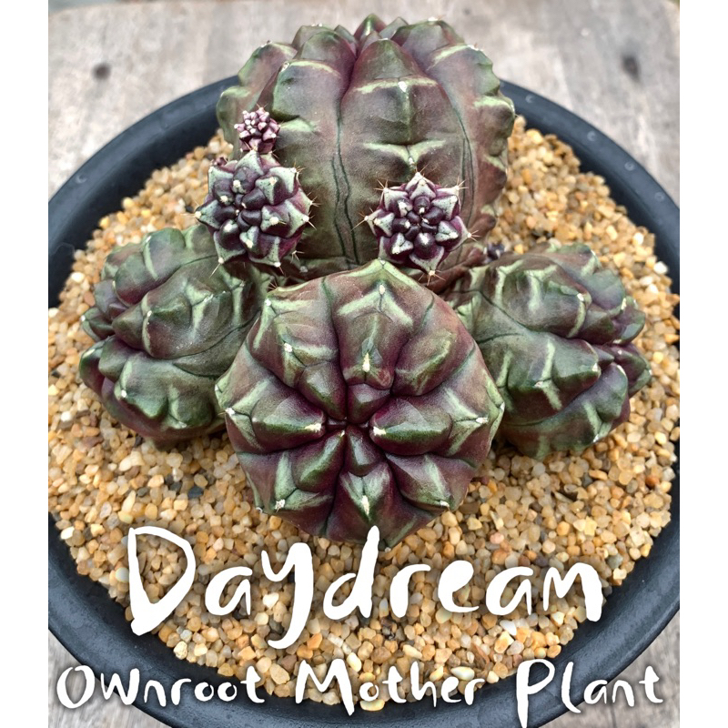 G.DAYDREAM เดย์ดรีม กระท่อมลุงจรณ์ ชำหน่อ แม่ไม้ราก Rooted Line