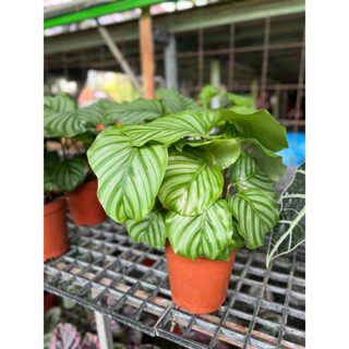 #คล้าใบตอง #Calathea orbifolia เป็นคล้าสายพันธุ์หนึ่งที่มีความโดดเด่นเรื่องลวดลายของใบ