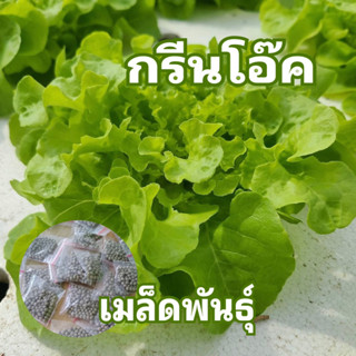 กรีนโอ๊ต Green Oak (แบบเคลือบ ชุดละ 500 เมล็ด)