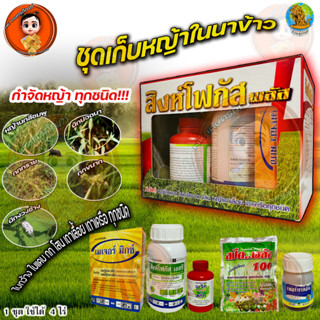 สิงห์โฟกัส พลัส ยาฆ่าหญ้าในนาข้าว ชุดเดียวจบ กำจัดครบทุกหญ้า ใบแคบ ใบกว้าง เช่น หญ้ากระดูกไก่ หลักนา ข้าวนก กก โสนแดง