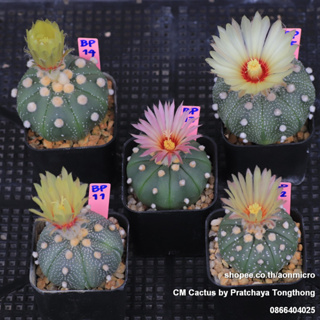 แอสโตรไม้เมล็ด Astrophytum BP11-BP15 ได้ 5 ต้น 95 บ. (เฉลี่ยต้นละ 19) มีดอก 5 สิงหาคม 66