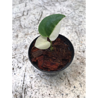 SALE โชคเก้าชั้นด่าง Anthurium renaissance ด่างหินอ่อน เพาะเมล็ด