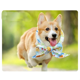 chillicat&amp;dog ผ้าปลอกคอแมวและสุนัข นิ่ม เก๋ มากๆจ้ะ  หลังคอนุ่ม ใส่สบายมากๆ อยากเท่ ต้องจัด้ลยค่ะ
