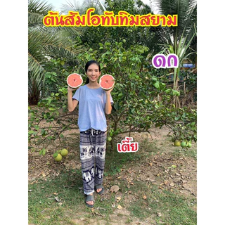 #ต้นส้มโอทับทิมสยาม (ต้นใหญ่ ถุง4คูณ10นิ้ว) สูงราว 50-80 เซน (เสียบยอด) ปากพนัง นครศรีธรรมราช