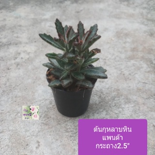 ต้นกุหลาบหินแพนด้า Kalanchoe tomentosa น่ารัก เป็นไม้อวบน้ำ กลีบใบเรียว กระถาง 2.5"