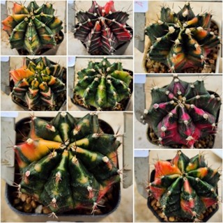 Gymnoด่าง ตัวแรร์ๆ ไม้เมล็ด สีสวย ลายกระจายสวย น่าสะสม