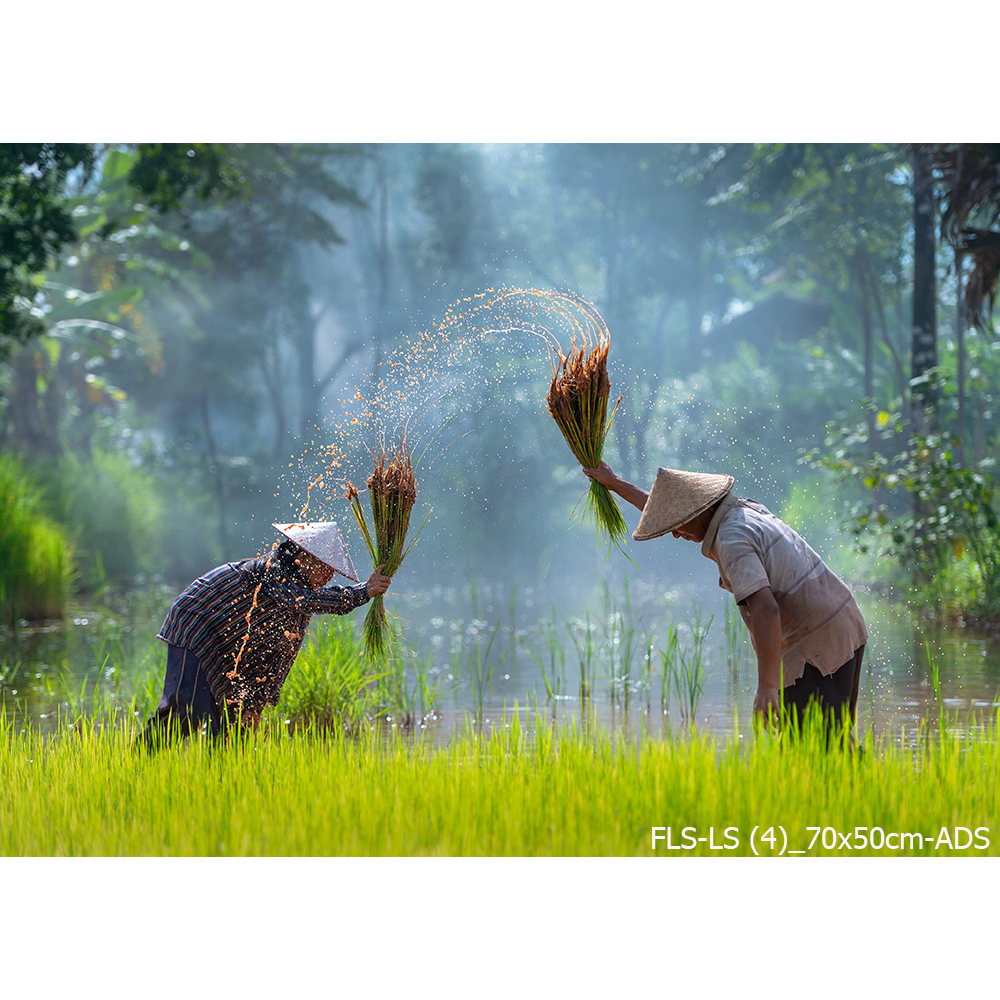 สติ๊กเกอร์ ภาพชุดวิถีชีวิต ชาวนา ทำนา ชนบทไทย ขนาด 70cmx50cm (สติ๊กเกอร์มีกาวในตัว) - Sticker