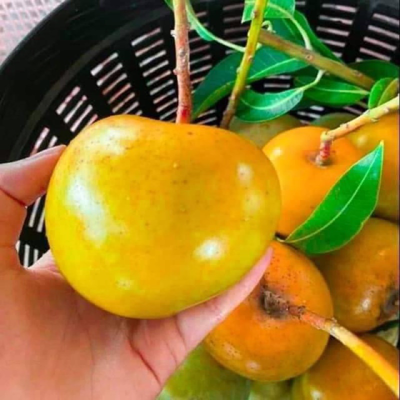 ต้นมะม่วง “หวางจินซื่อจื่อ” 黃金柿子芒果หรือมะม่วงพลับทอง ชื่อไทย แต่เชื้อสายใต้หวัน ผลเหมือนลูกพลับ เนื้อเยอะ รสชาติ หอมอร่อย