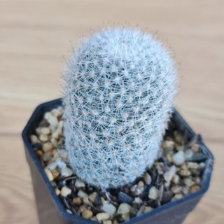 แมมเข็มเงิน แคคตัสแมมหนามสวย น่าสะสม [Mammillaria geminispina]