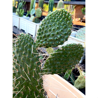 โอพันเทีย หนังจระเข้ Opuntia Consolea Moniliformis (แบบชำรากแล้ว)