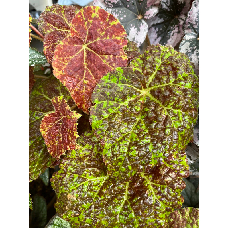 บีโกเนีย(Begonias )คละสายพันธุ์ กระถาง5-6”(ในรูปตัวเลือกคือสินค้าจริงที่จะได้รับ)
