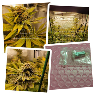 เมล็ดBlue Hawaiian Sativa/STSเพศเมีย90-95%ชุดละ5เมล็ด