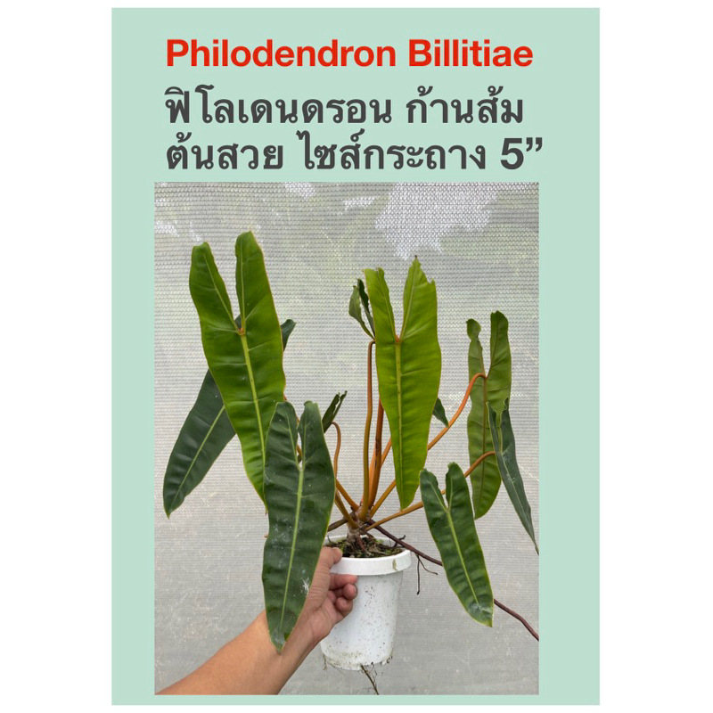 ฟิโลเดนดรอน ก้านส้ม (แม่พันธุ์ด่าง) Philodendron Billietiae
