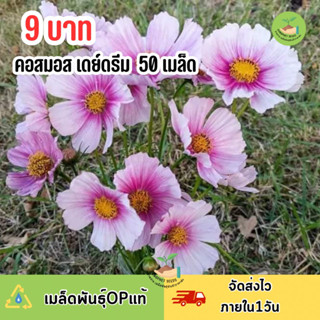 9 บาท เมล็ดพันธุ์ คอสมอสเดย์ดรีม บรรจุ 50 เมล็ด  ดอกขาวอมชมพู