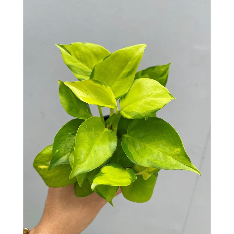 Epipremnum neon joy pothos พลูงาช้างด่างสีทอง
