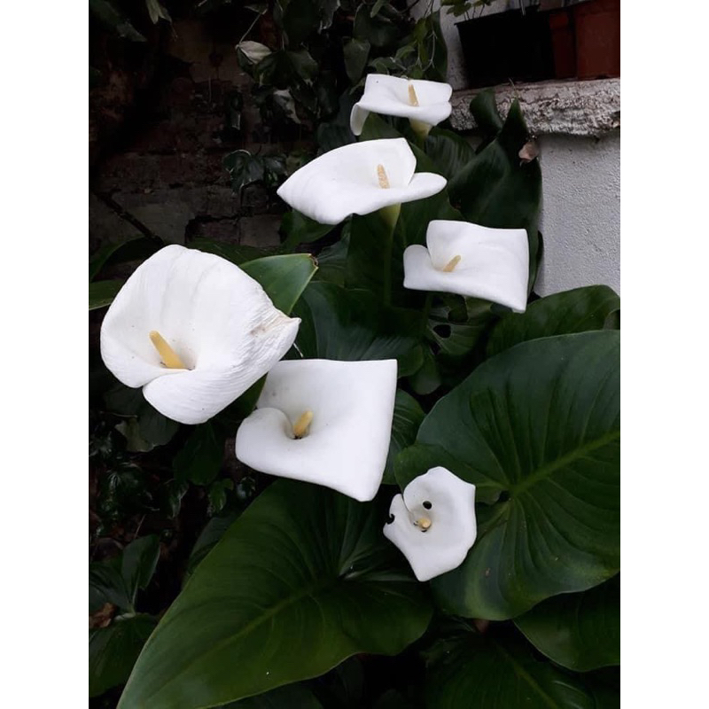 Zantedeschia aethiopica คาล่าลิลลี่น้ำกลุ่มที่ไม่มีการพักตัว มีดอกสีขาวใบเขียวเข้มเป็นมันออกดอกตลอดปี