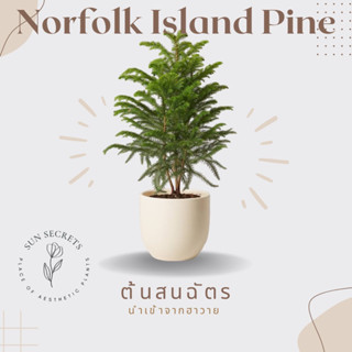 ต้นสนฉัตร(Norfolk Island Pine)