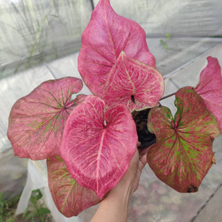 เศรษฐีสุพรรณ บอนสี ไซส์ตั้งแม่ Caladium